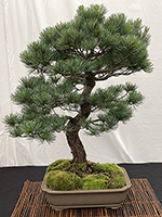 White Pine